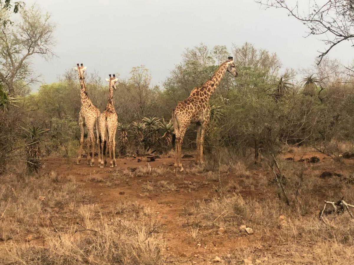 Villa 3433 On Klipspringer Marloth Park Kruger Exterior foto